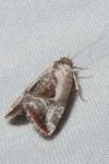 Elaphria venustula
