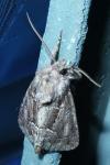 Thalpophila matura