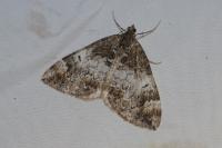 Dysstroma truncata