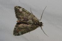 Chloroclysta siterata