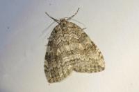 Epirrita