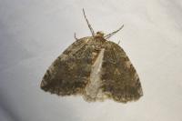 Epirrita