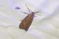 Diurnea lipsiella