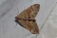 Thera obeliscata