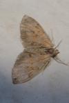 Thera obeliscata