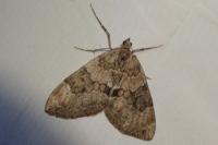 Thera britannica/obeliscata/variata