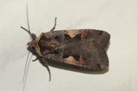 Xestia c-nigrum