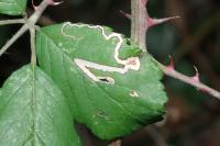 Stigmella aurella