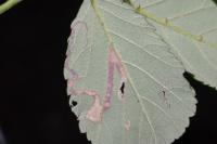 Stigmella aurella