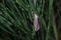 Chesias legatella