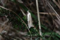 Agonopterix assimilella