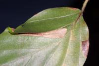 Phyllonorycter maestingella
