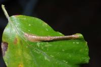 Phyllonorycter maestingella