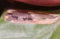 Phyllonorycter maestingella