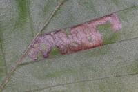 Stigmella tityrella