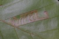 Stigmella tityrella