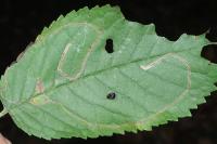 Lyonetia clerkella