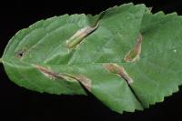 Phyllonorycter cerasicolella/spinicolella