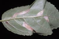 Phyllonorycter cerasicolella/spinicolella