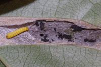 Phyllonorycter cerasicolella/spinicolella