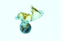 Clavigesta sylvestrana