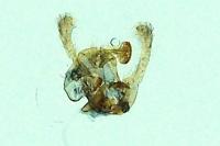 Endothenia gentianaeana