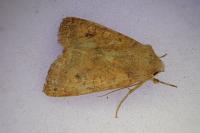 Sunira circellaris