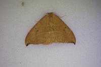 Watsonalla binaria