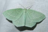 Hemistola chrysoprasaria