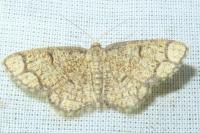 Stegania cararia