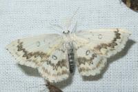 Cyclophora annularia
