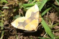 Cidaria fulvata