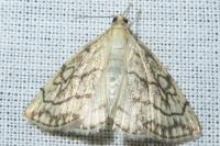 Evergestis pallidata