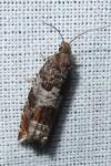 Ancylis achatana