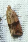 Celypha striana