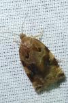 Archips xylosteana