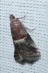 Acrobasis marmorea