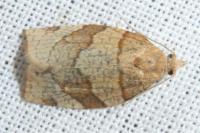 Pandemis cerasana