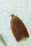 Clepsis consimilana