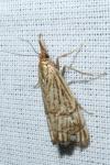 Chrysocrambus linetella