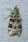 Eudonia delunella