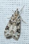 Eudonia delunella