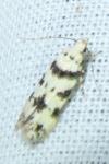 Pseudotelphusa scalella