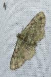 Pasiphila rectangulata