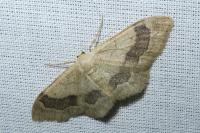 Idaea aversata