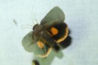Noctua janthina