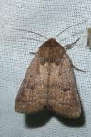 Hoplodrina octogenaria