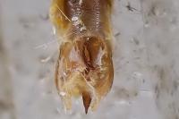 Epirrita dilutata