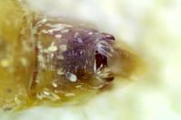 Epirrita dilutata