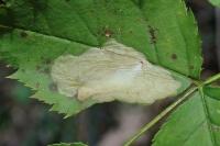 Coptotriche angusticollella
